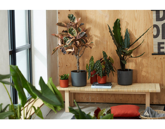 ELHO Übertopf b.for soft rund 35 cm anthrazit in Anthrazit, Grau präsentiert im Onlineshop von KAQTU Design AG. Übertopf ist von ELHO