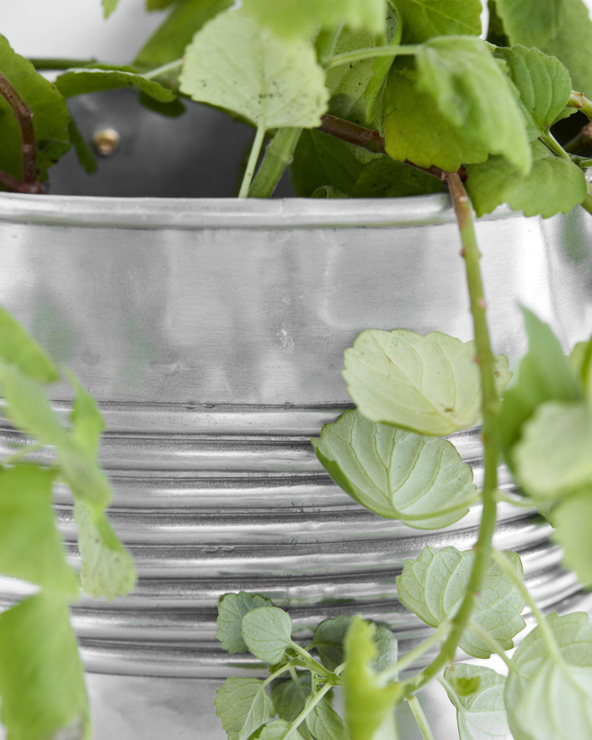 Pflanzer, HDGroove, Antiksilber-Finish in Antiksilber-Finish präsentiert im Onlineshop von KAQTU Design AG. Blumentopf ist von House Doctor