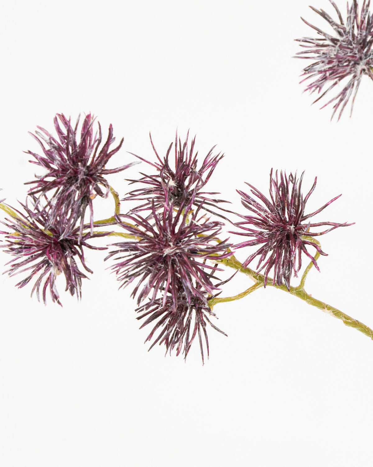 Kunstblume HD Urchin Spray in Bordeaux von House Doctor, perfekt für kreative Arrangements und moderne Wohnakzente.