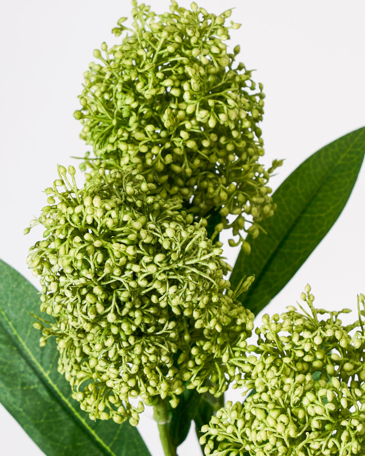 Kunstblume HDSkimmia in frischem Grün, perfekt für stilvolle Akzente in jedem Raum, erhältlich bei House Doctor.