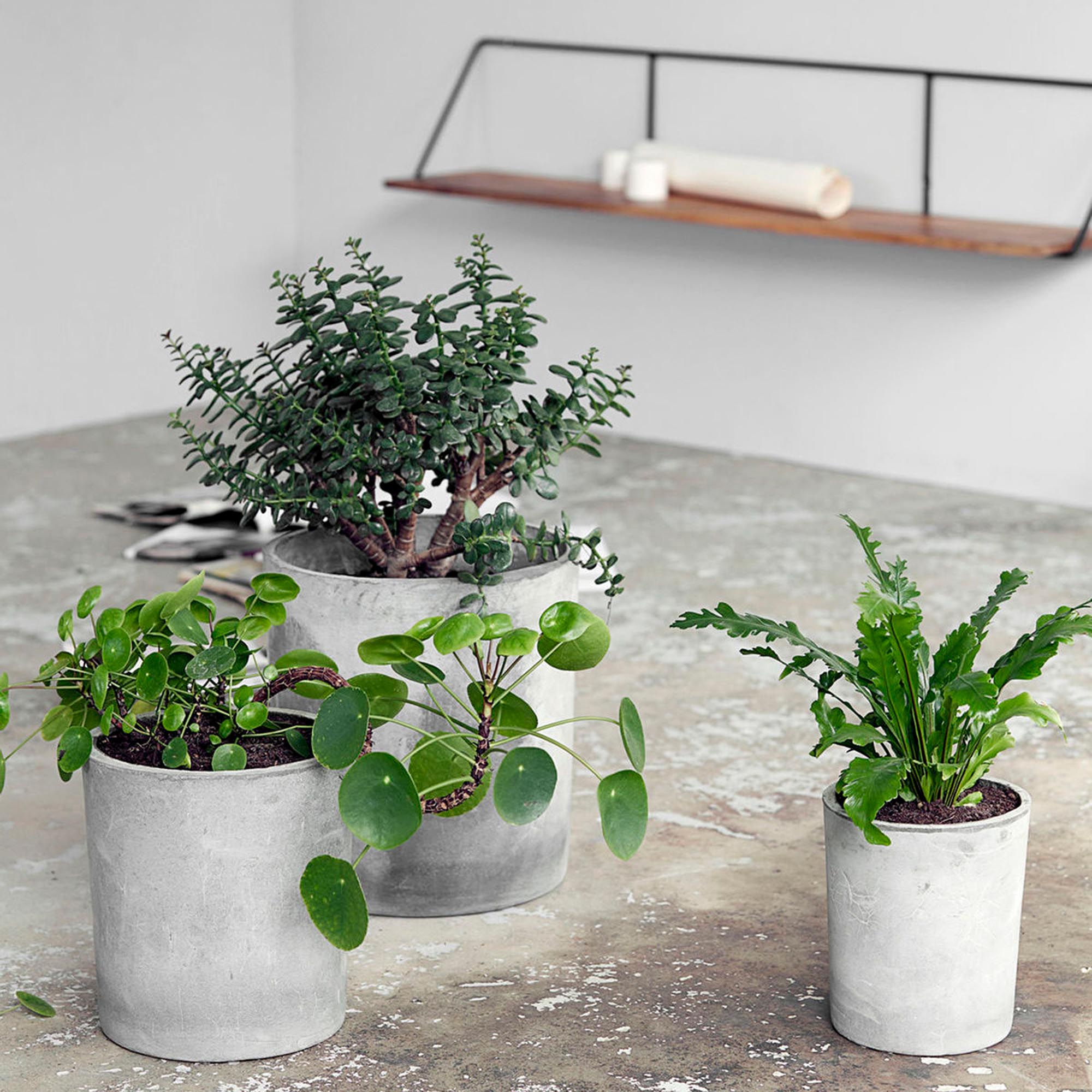 Blumenkasten, Ave