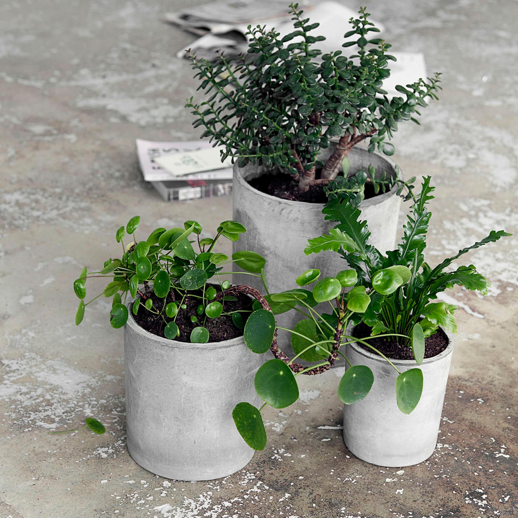 Blumenkasten, Ave