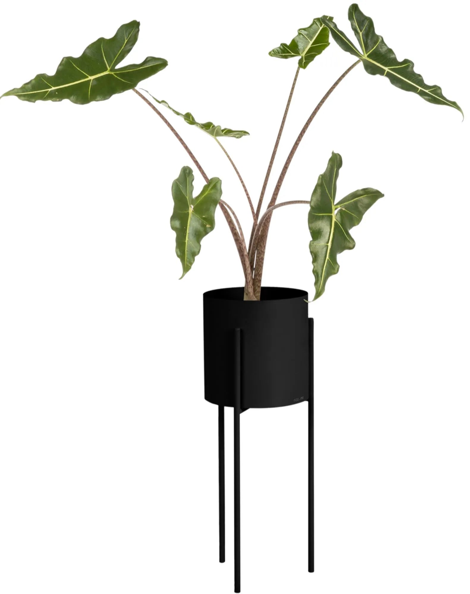 Maki Blumentopf in Vulcano Black präsentiert im Onlineshop von KAQTU Design AG. Blumentopf ist von Noo.ma