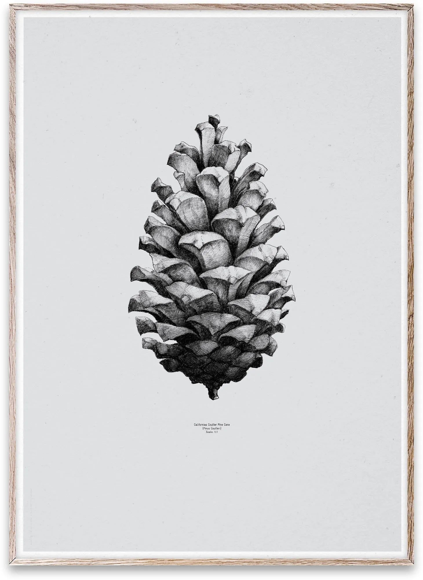 Nature 1:1 Pine Cone - KAQTU Design