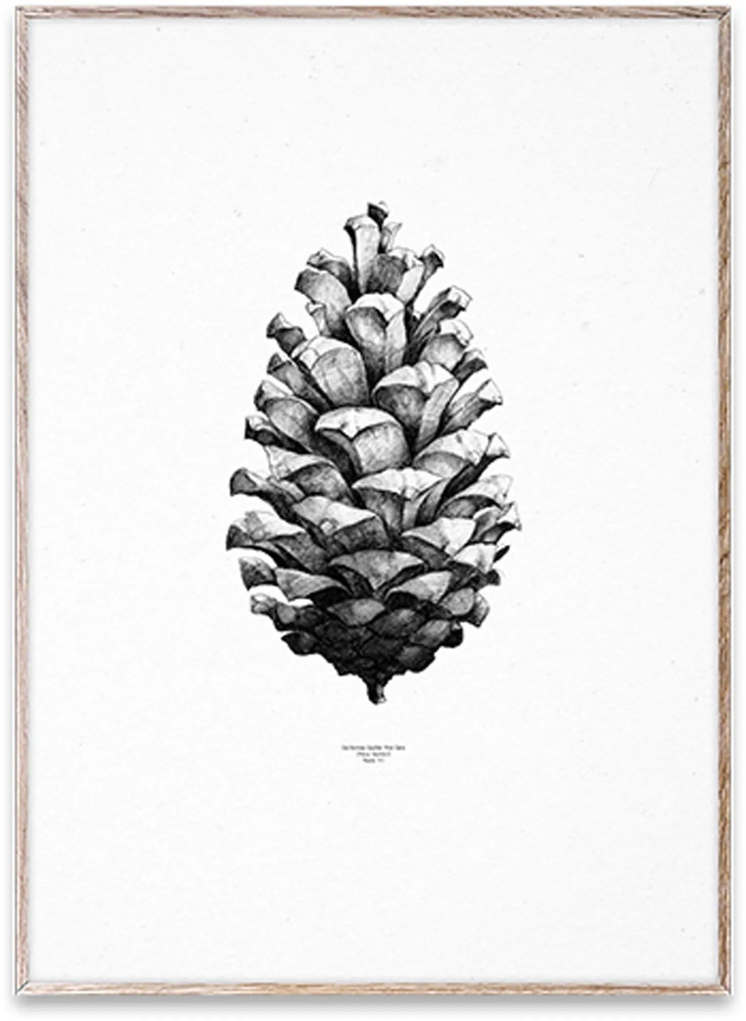 Nature 1:1 Pine Cone - KAQTU Design